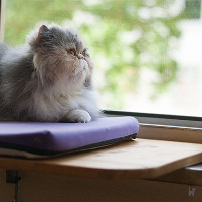 Katze Janis auf der selbstgemachten Fensterliege Katze Janis auf der selbstgemachten Fensterliege