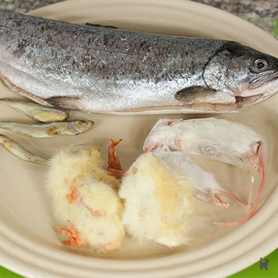 Futtertiere auf Teller: Fisch, Küken, Mäuse