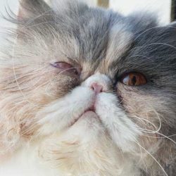 Katze Janis mit zugenähtem Auge 10 Tage nach ihrer Augen-OP