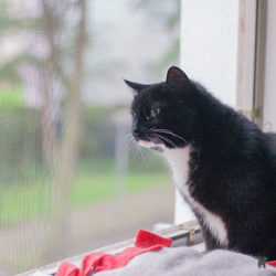 Katze Tiffy sitzt am abgesicherten Fenster