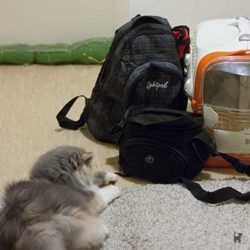 Katze Janis spielt mit den Bändern des Reisegepäcks