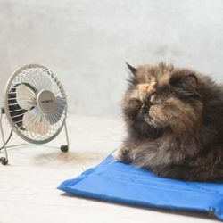 Katze Lara auf Kühlmatte mit Mini-Ventilator