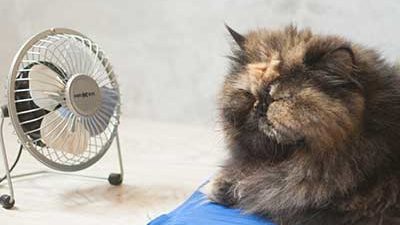 Katze auf Kühlmatte mit Ventilator