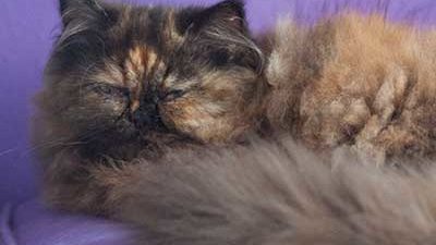 Katze auf lila Kissen