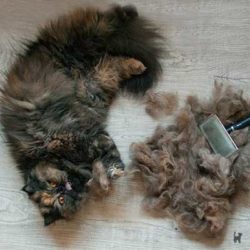 Katze Lara und ihre ausgebürstete Unterwolle