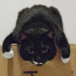 Kater Muffin hängt von Karton herunter