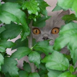 Katze Jazzbell im Gebüsch