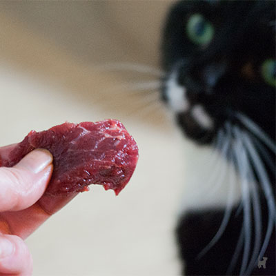 Katze schaut Rohfleisch an
