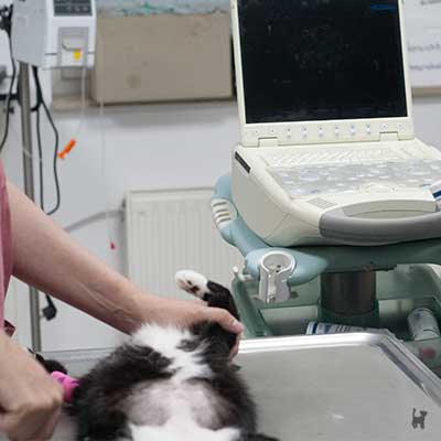 Katze Tiffy wird mittels Ultraschall untersucht