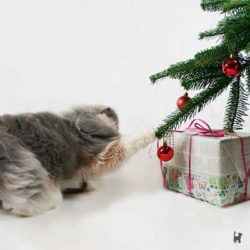 Katze zieht an Weihnachtsbaum