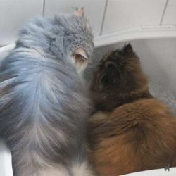 Janis und Lara benutzen gemeinsam die Toilette