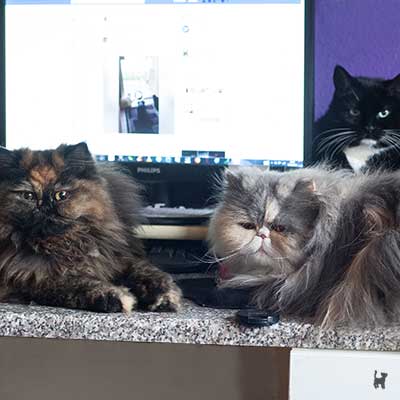 Tiffy, Janis und Lara blockieren meinen PC