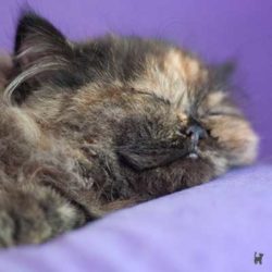 Kitten Lara schläft