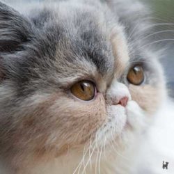 Perserkatze Janis mit kurzer Nase