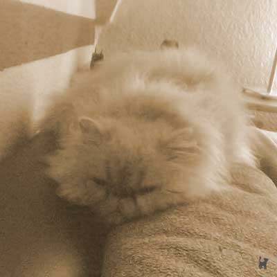 Perserkater Teddy Cremefarbener Perserkater Teddy