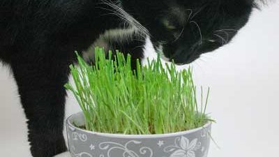 Katze riecht an Gras