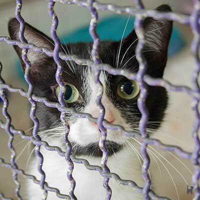 Katze hinter Gittern