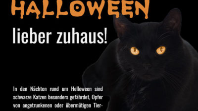 Schwarze Katzen sind an Halloween gefährdet!