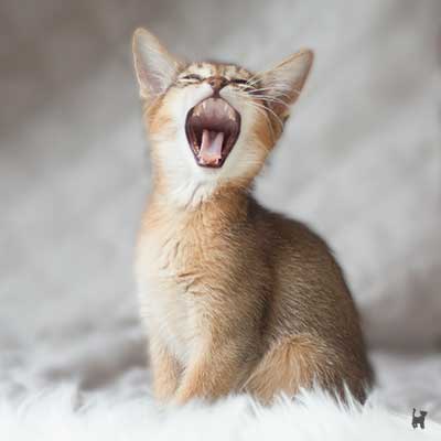 Abessinier Kitten gähnt Abessinier Kitten gähnt