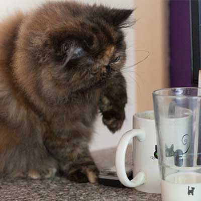 Katz steckt Pfote in Milchglas