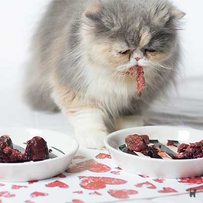 Katze frisst rohe Mahlzeit