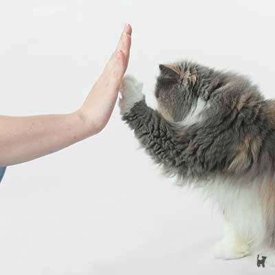 Katze gibt High-Five