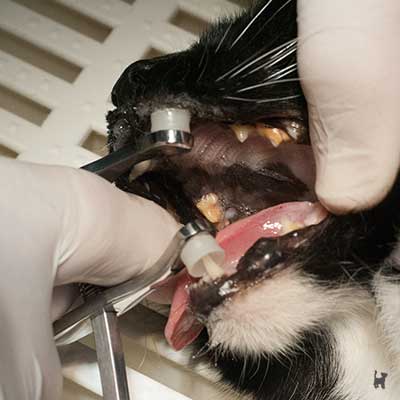 Zahnreinigung bei einer Katze