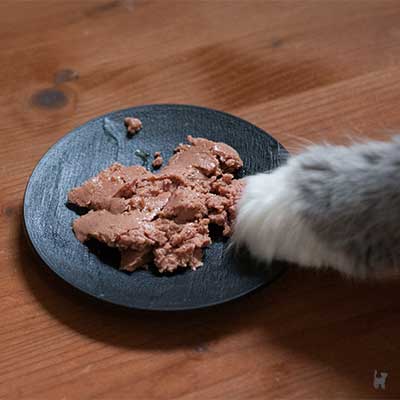 Katze steckt Pfote in Napf mit Futter