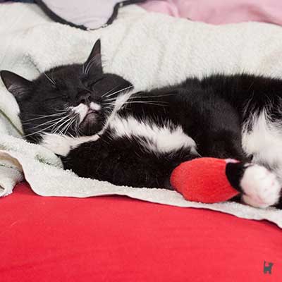 Kranke Katze mit Verband um Vorderpfote