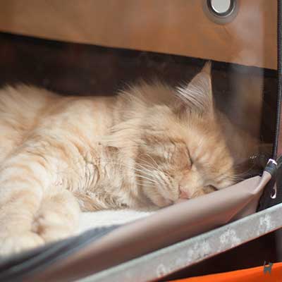 Schlafende Main Coon Katze im Ausstellungskäfig