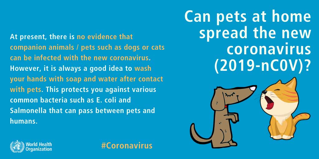 WHO-Erklärung: Kein Beweis für Ansteckung mit Coronavirus von Haustieren