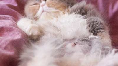 Kastrierte Katze mit rasiertem Bauch