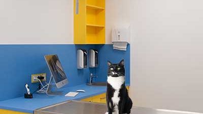 Katze auf Tierarzt-Tisch