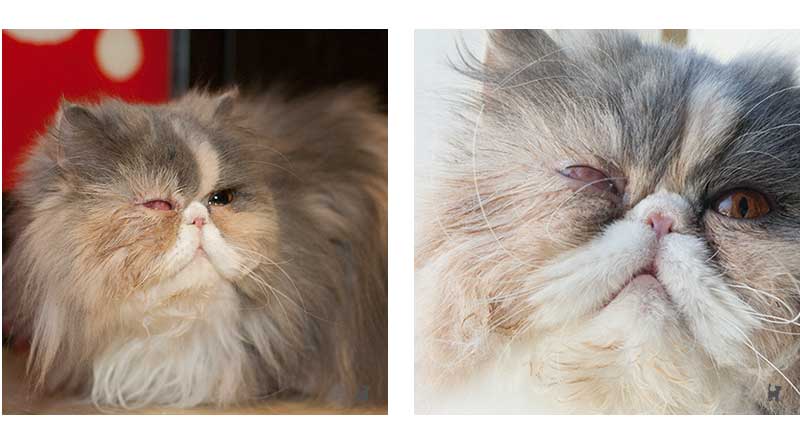 Katze mit Bindehautschürze nach Augen-Operation
