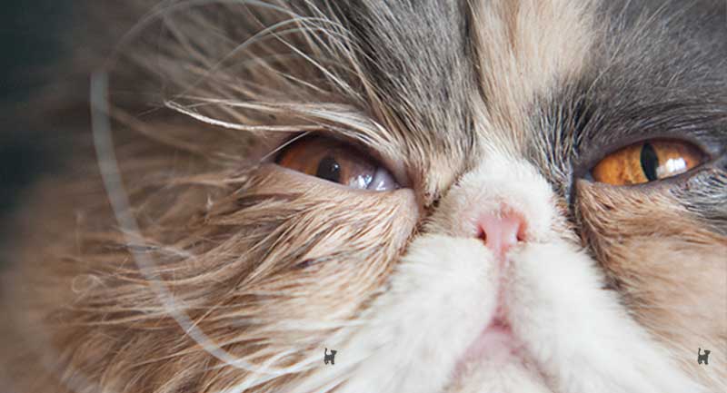 Janis mit operiertem Auge (31.03, Tag nach letzter Augen-OP) Katze mit operiertem Auge