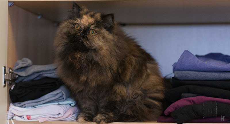 Katze im Kleiderschrank