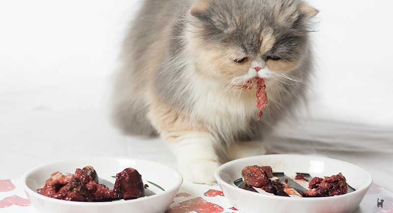 Kitten verschleppt Fleisch
