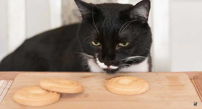 Katze riecht an Keksen