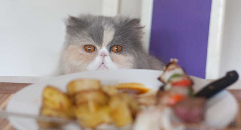 Vielleicht bringts ja was, wenn Janis das Essen hypnotisiert... Katze bettelt am Tisch
