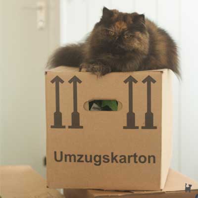 Katze liegt auf Umzugskarton
