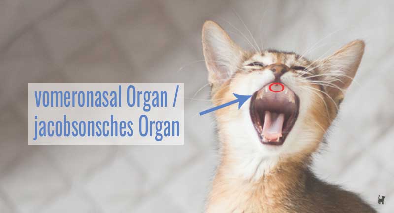 Katzenkopf mit markiertem vomeronasal Organ