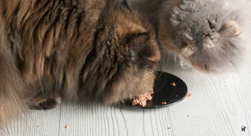 Katzen fressen gemeinsam am Napf