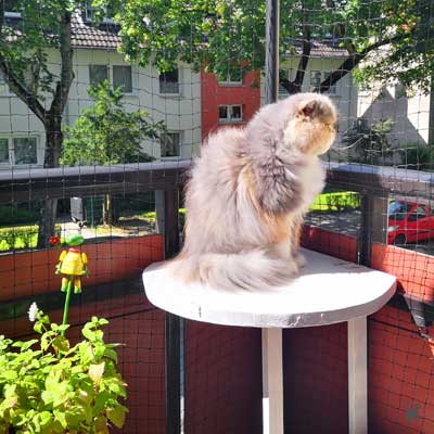 Katze sitzt auf abgesichertem Balkon