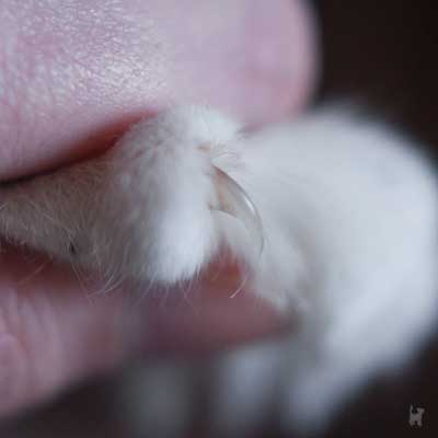 Katzenkrallen sitzen normalerweise in einer schützenden Hauttasche - sind sie jedoch zu lang, können sie das Verletzungsrisiko für die Katze erhöhen