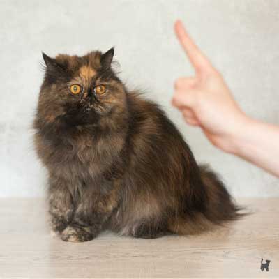 Katze schaut auf erhobenen Zeigefinger
