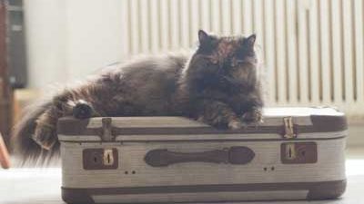 Katze liegt auf Koffer