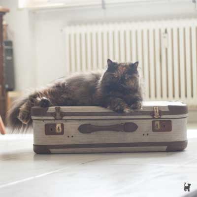Lara sieht gepackte Koffer ganz entspannt, denn wir haben eine tolle Katzensitterin
