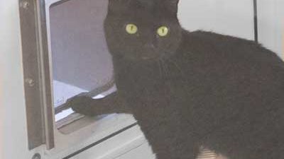 Schwarze Katze steht vor Katzenklappe