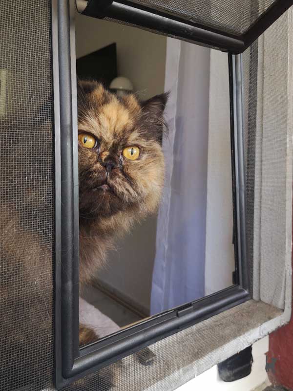 Katze schaut durch eine Katzenklappe