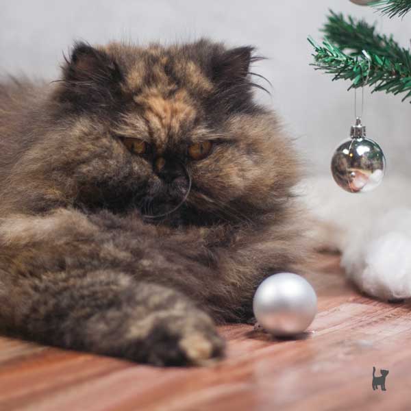Katze spielt mit kleiner silberner Weihnachtskugel